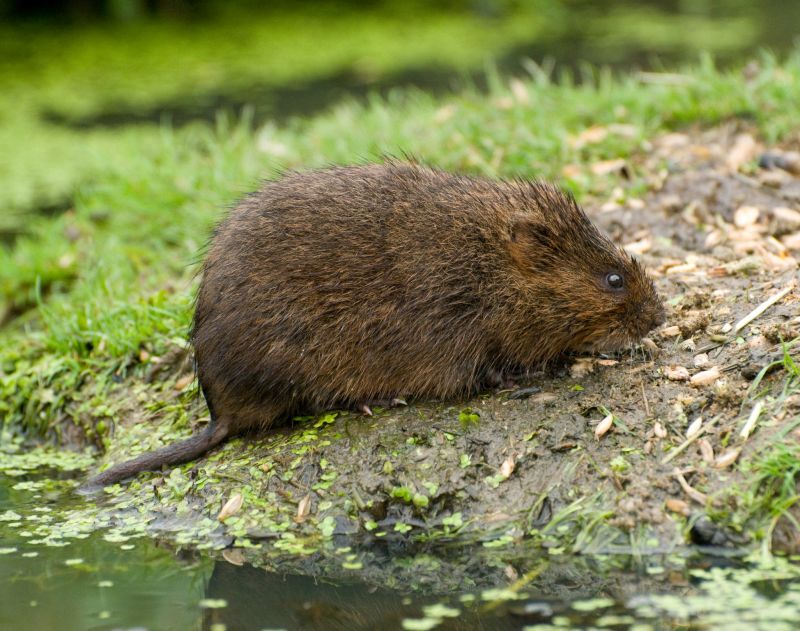 Vole Removal