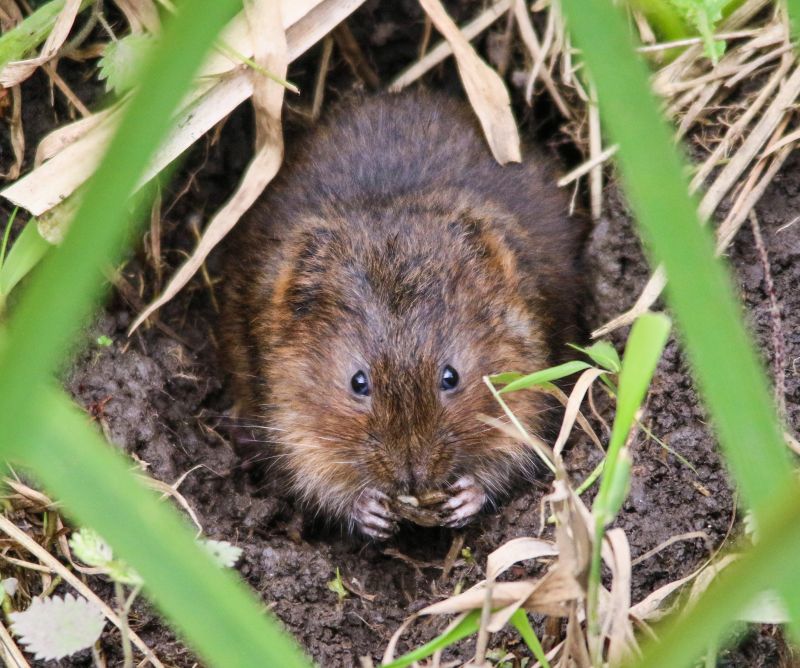 Vole Removal detail