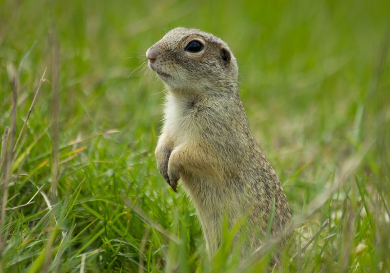 Gopher Extermination Service