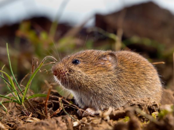 Vole Control